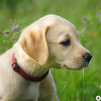 © Working Golden Retriever of Enchanted Garden